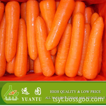 High quality bulk fresh carrot and hot sale